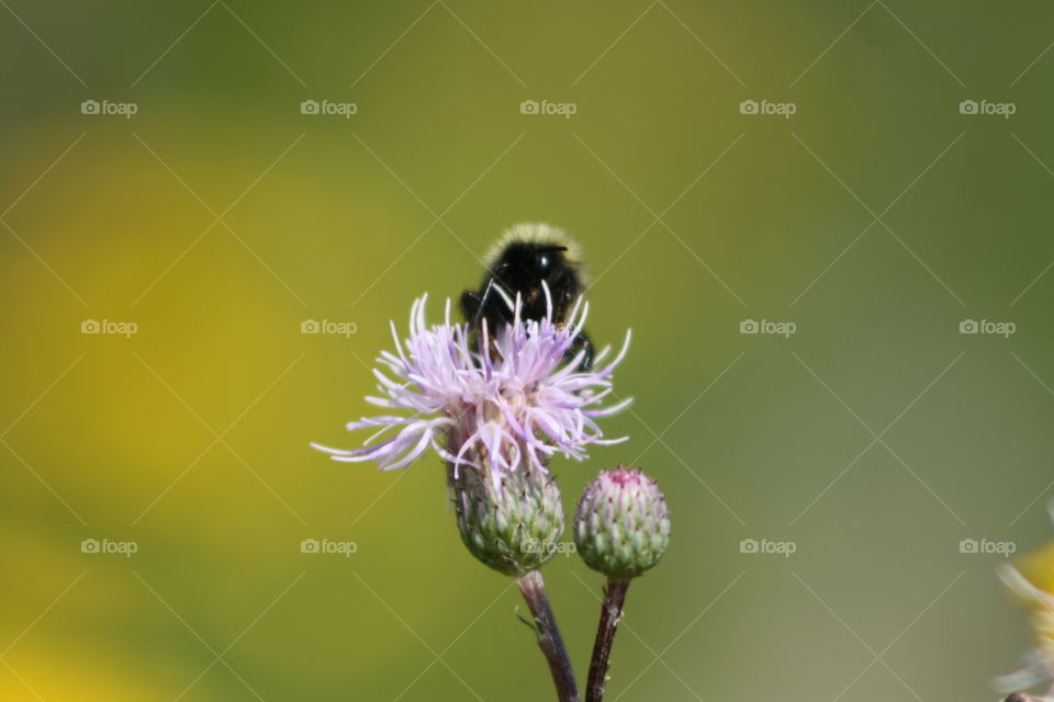 Bumblebee on a flower