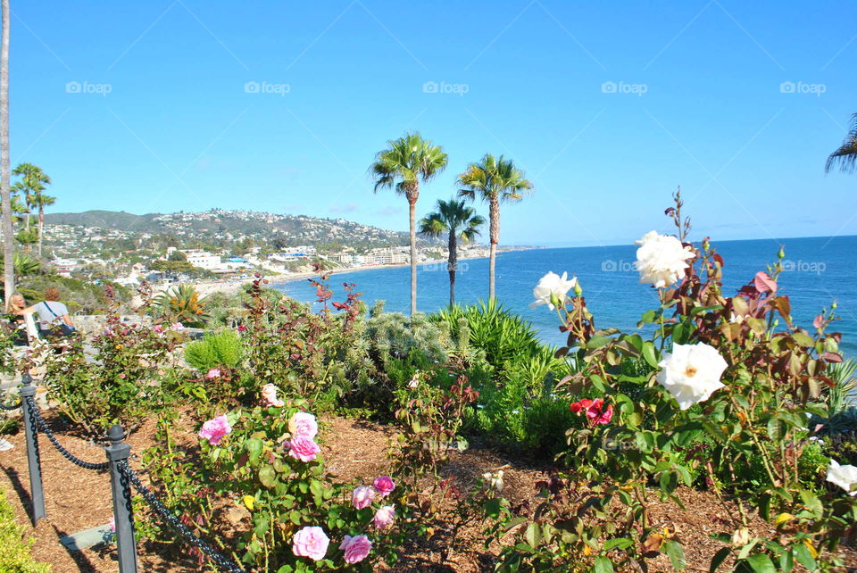 Paradise palm trees, roses, ocean