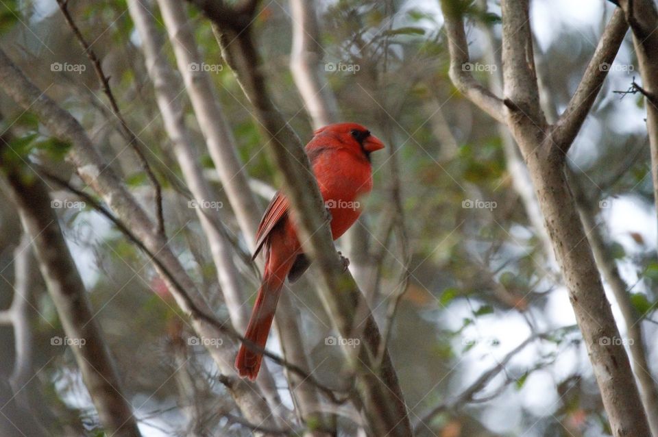 Cardinal 