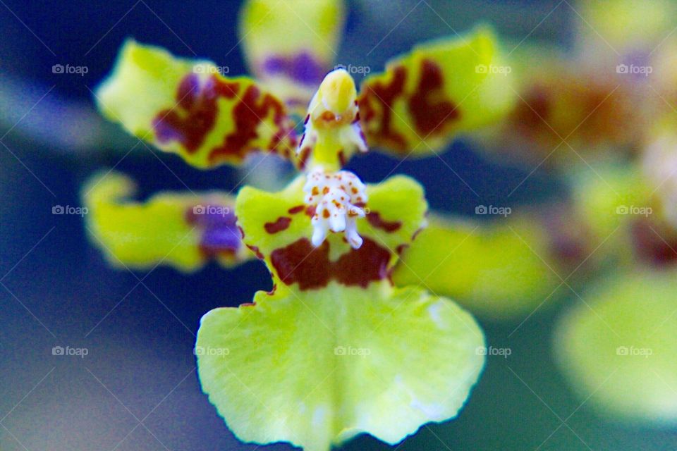 Tiny yellow orchid closeup 