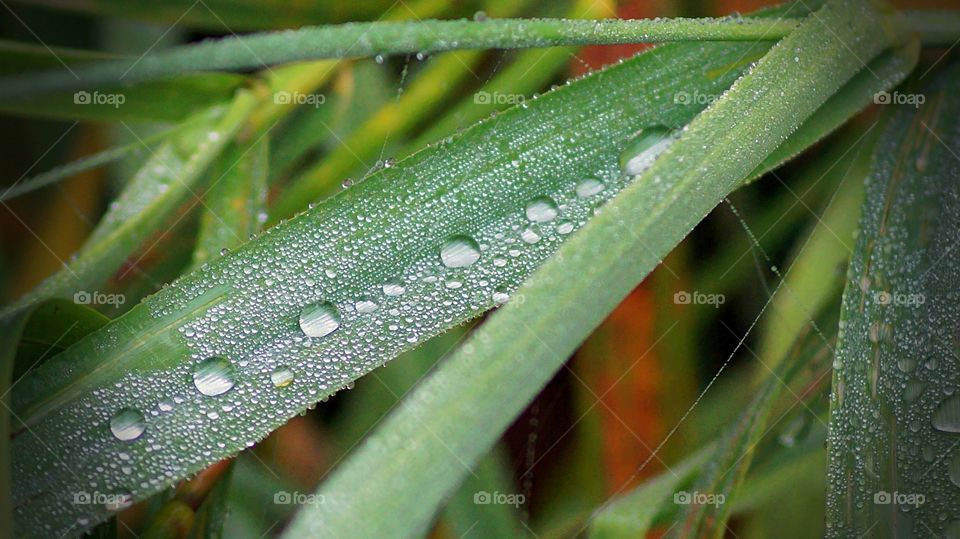Raindrops on the blunt stem