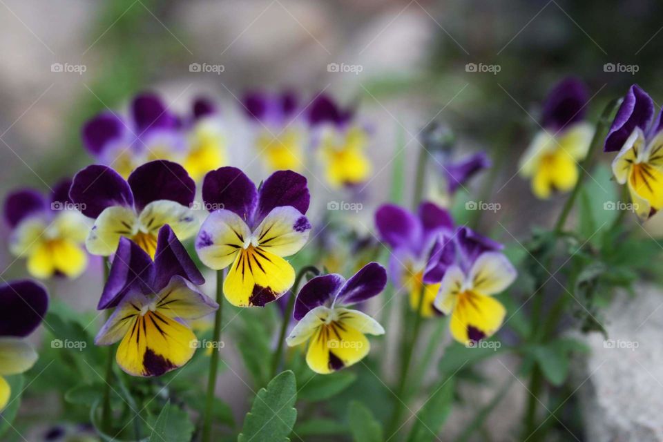 Have you ever wondered how the flowers from Alice in the Wonderland look like? I believe they would be violet and yellow.