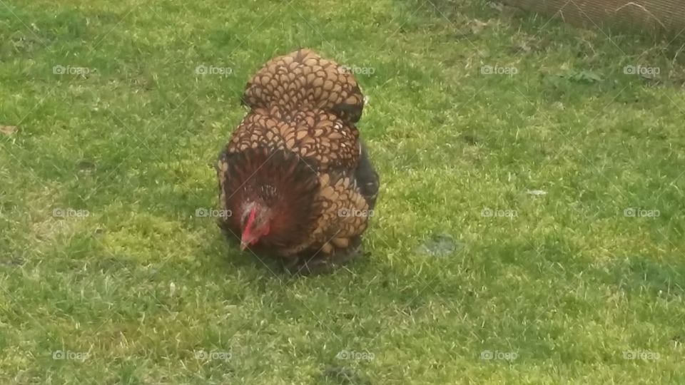 Chicken loose in the green field