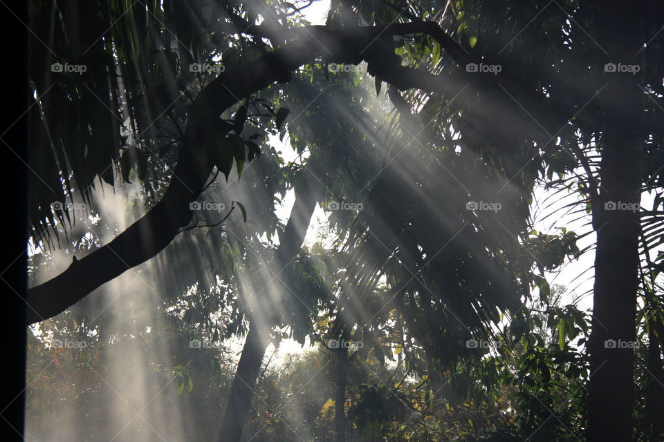Sun rays coming down through branches of the trees. A smoke is spread because of which nice lines of rays can be seen.