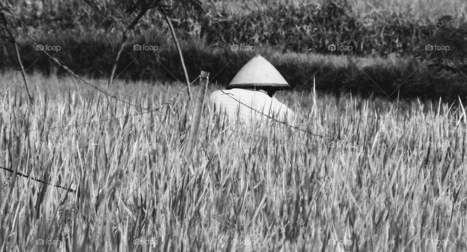 Farmer in rice field