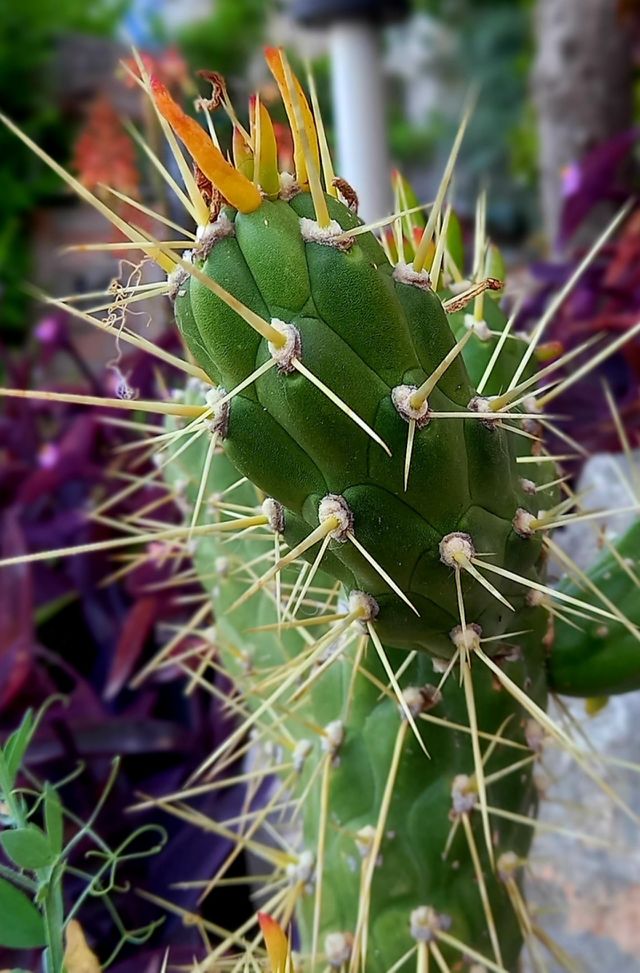flowers and plants