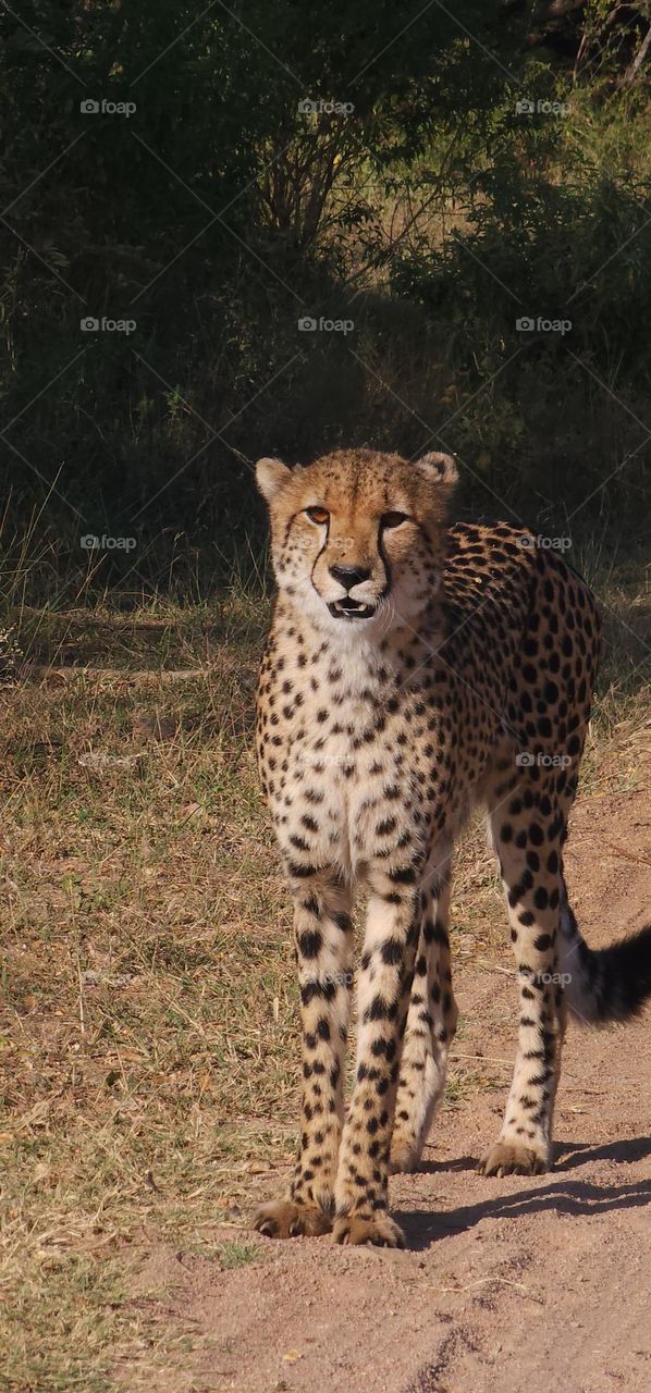 Cheetah Standing