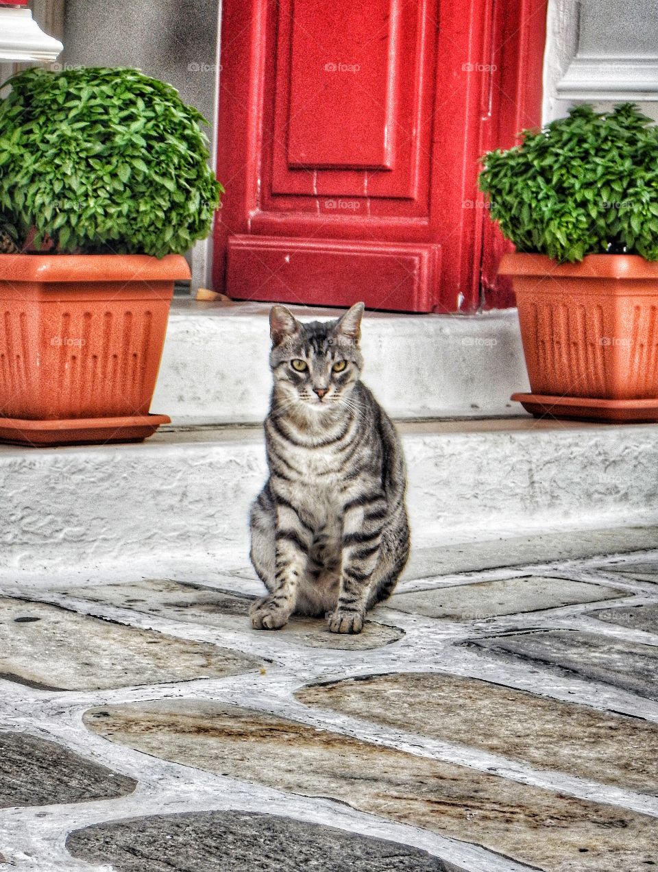 Greek cat Paros