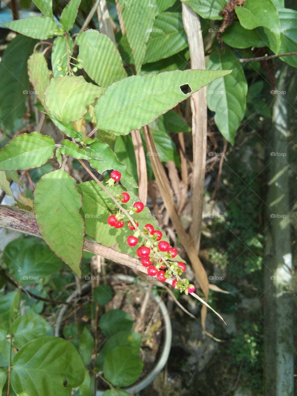 Rivina humilis / bloodberry; flowering plant species in the Petiveriaceae family. Previously placed in the pokeweed family, Phytolaccaceae. This plant also lives in Asia, especially Indonesia. (south borneo)