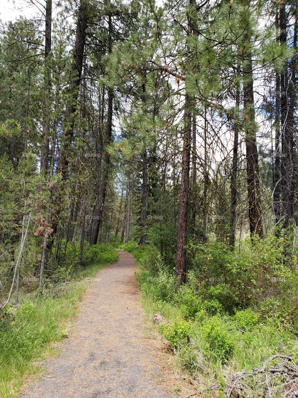 A dirt path leads through the lush green forest floor and towering pine trees in the Deschutes National Forest in Central Oregon on a sunny summer day.