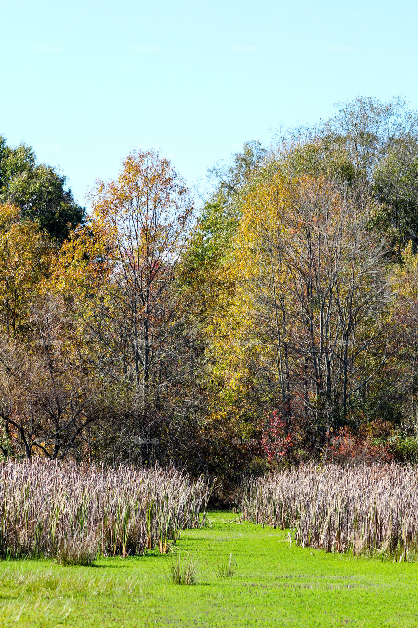 Fall landscape 