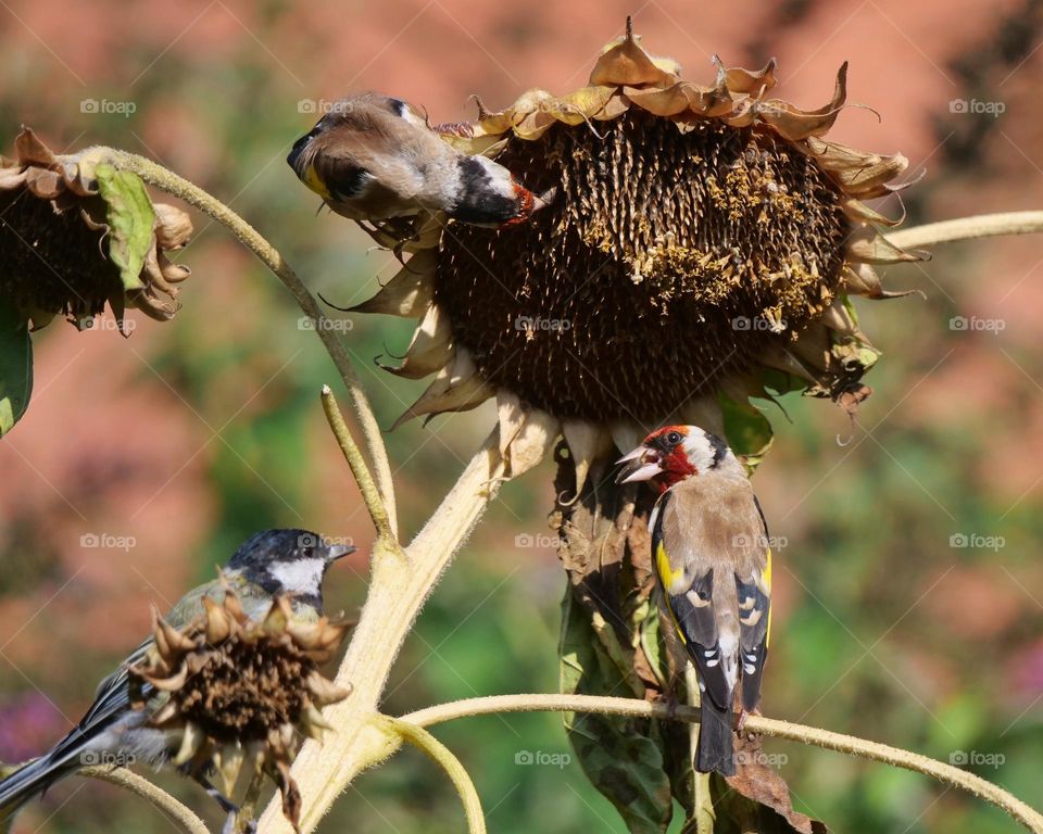 Birds searching for sunflower seeds