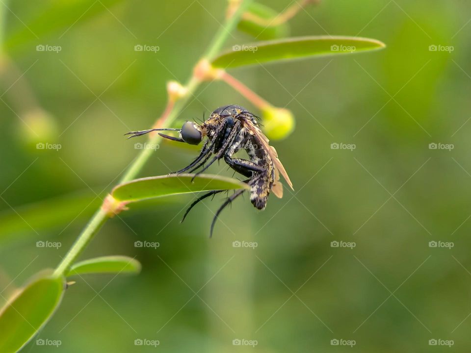 Toxophora fly on grass.