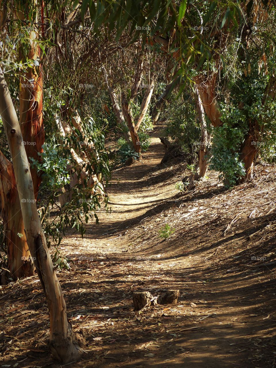 Path through trees 