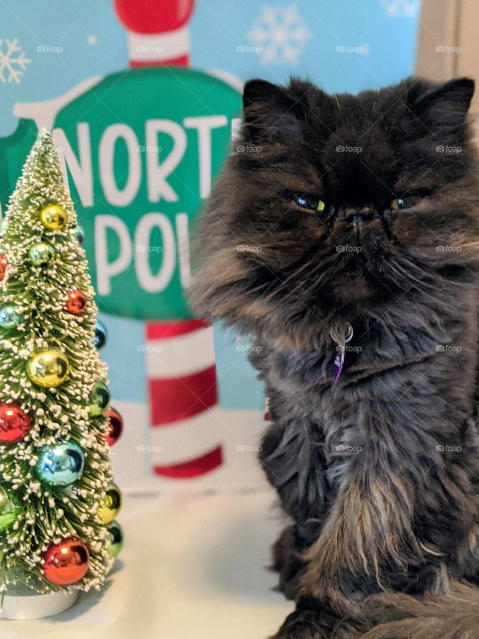 Merry Christmas from Angus❤️