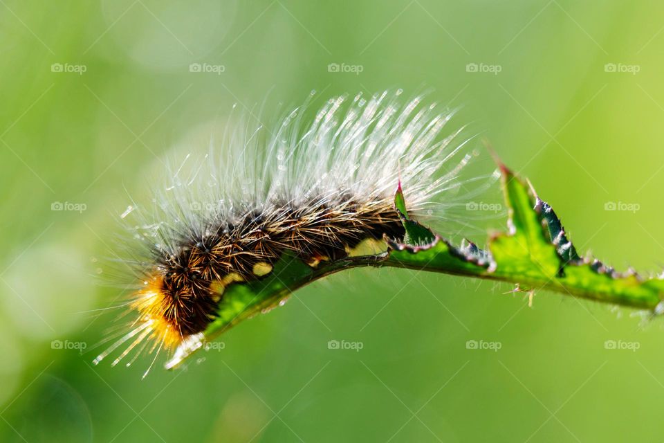 Hairy caterpillar eating a fresh leaf 