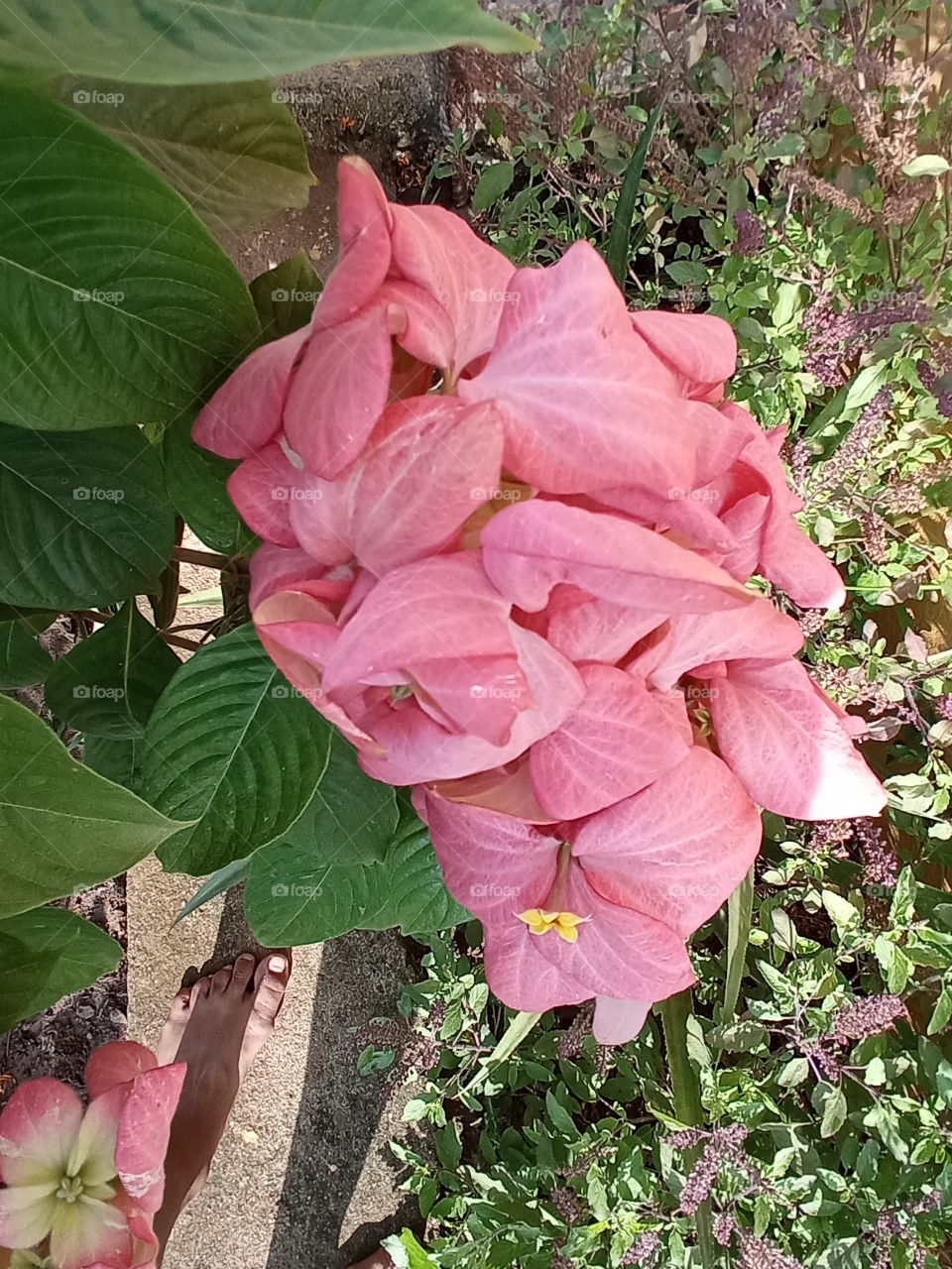 beautiful pink flowers