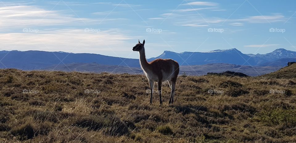 Guanaco