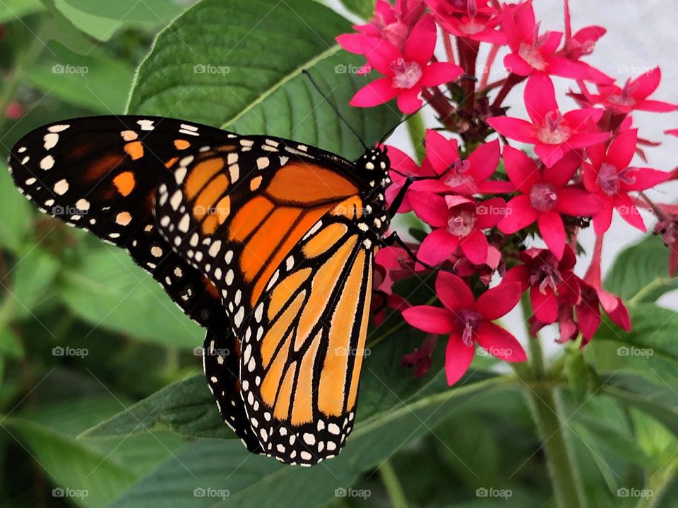Beautiful Monarch Butterfly on a red flower.