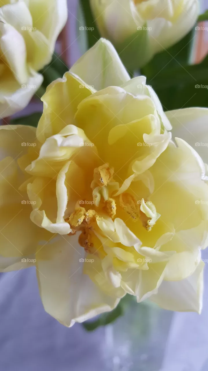Tulip