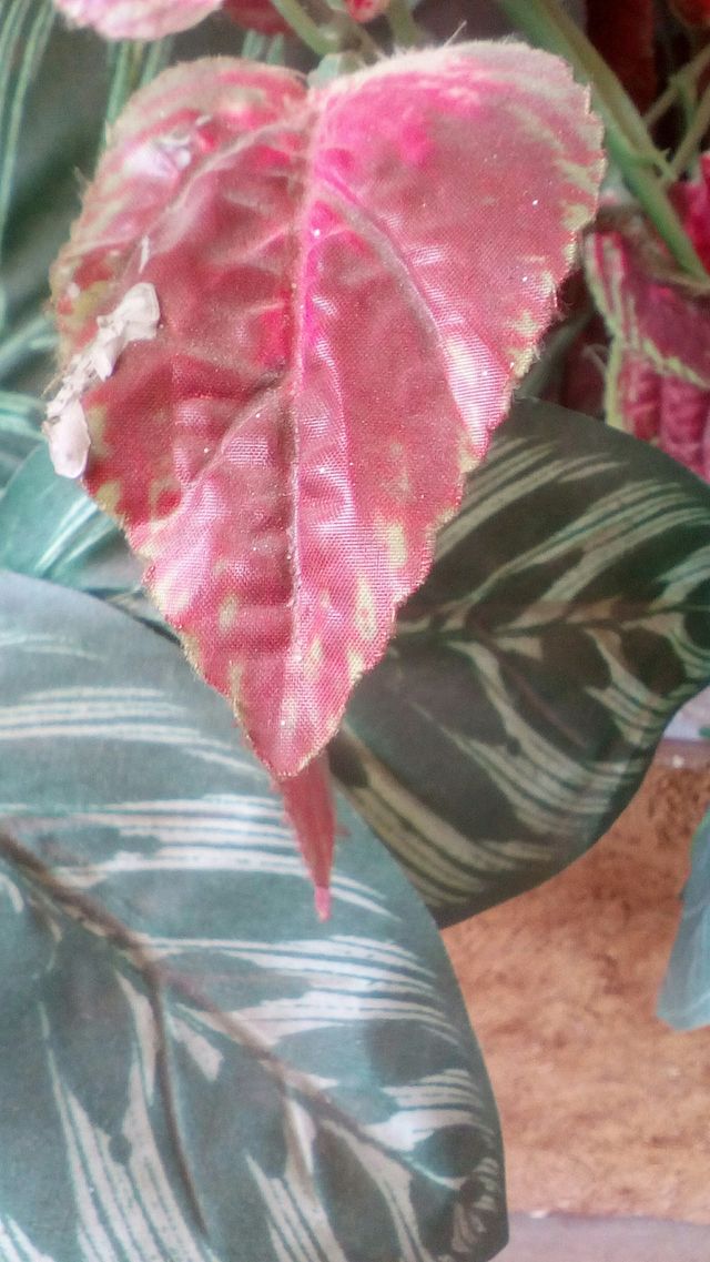 Leaf