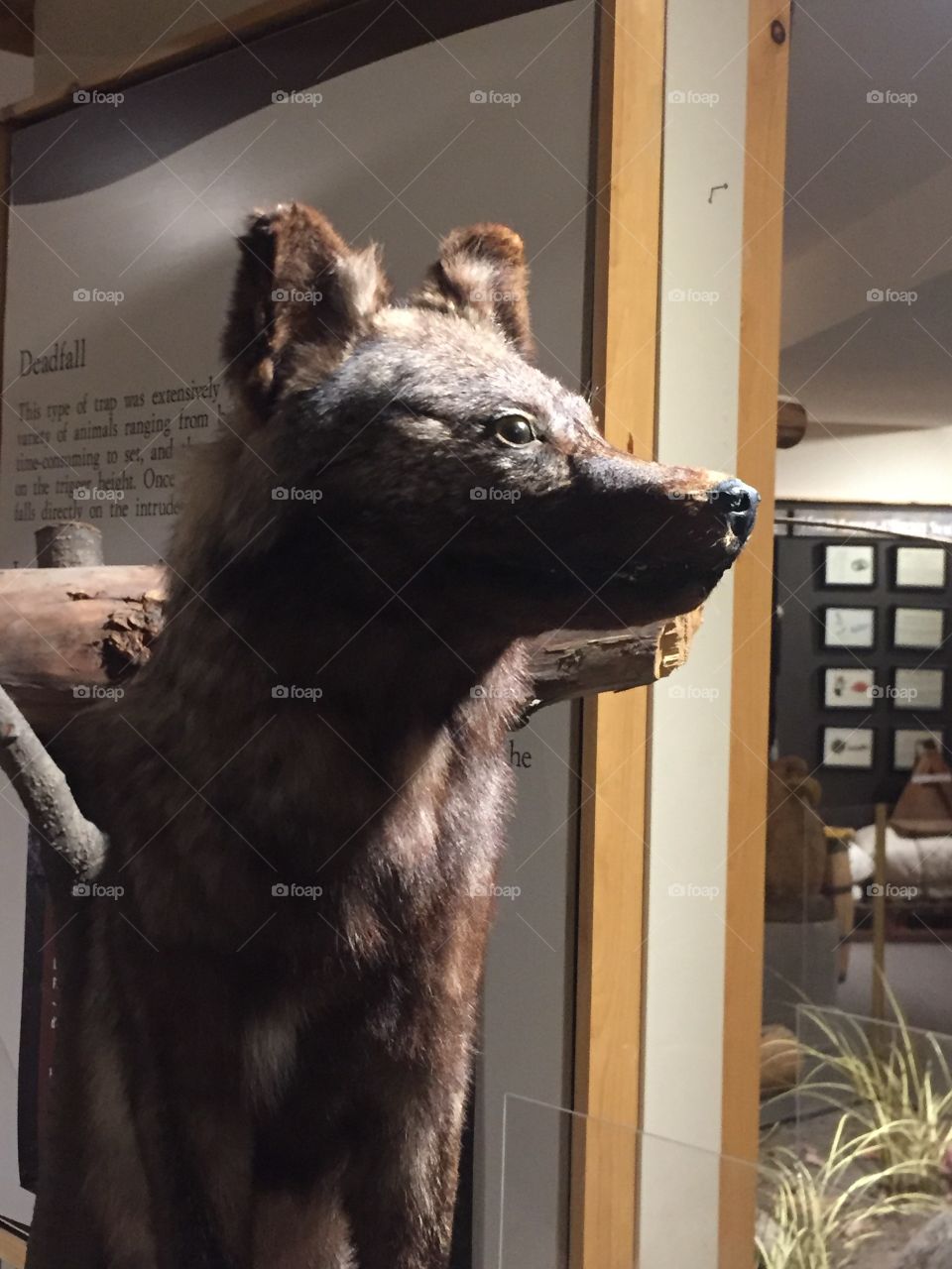 Coyote in museum