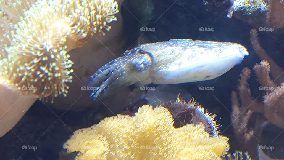 cuttlefish