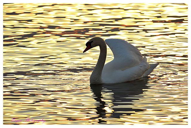 swan