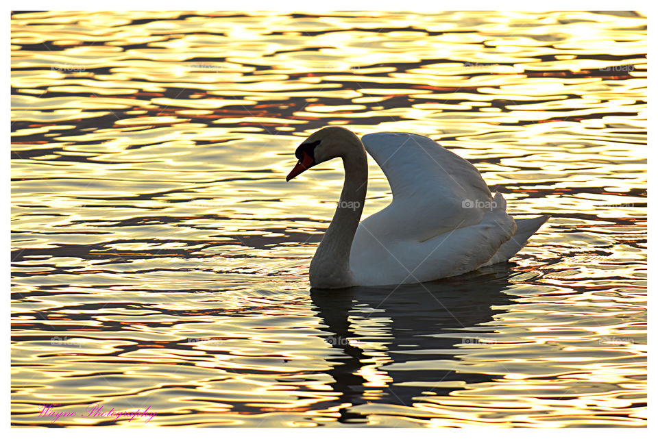 swan