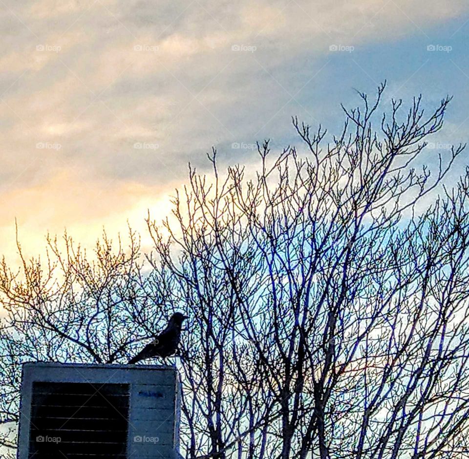 A bird alone in the dusk, looked lonely but beautiful. colorful sky and branches' lines  
are brillint and clear. the bird was also enjoying this beauty!