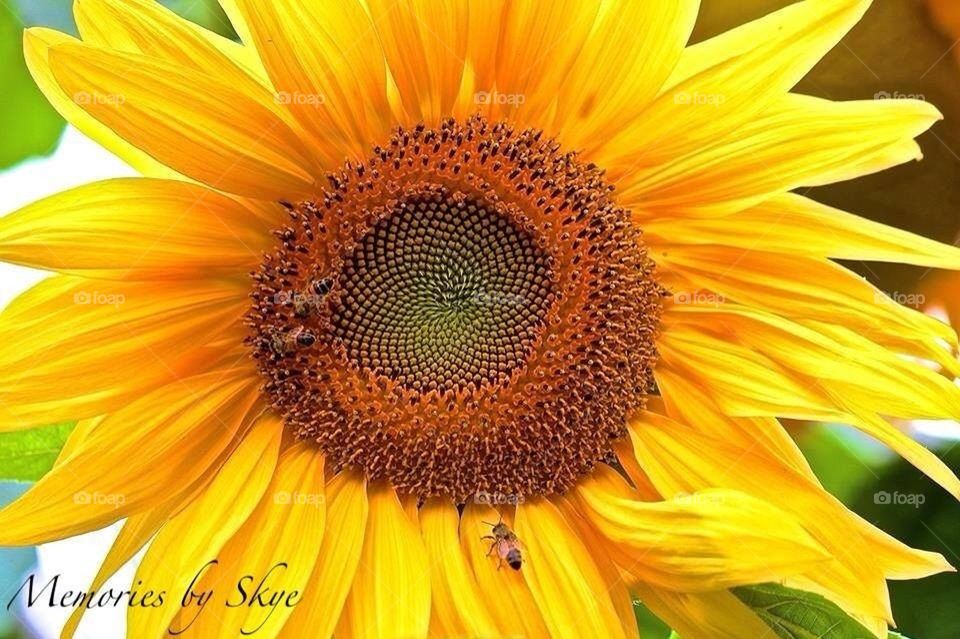 Sunflower!