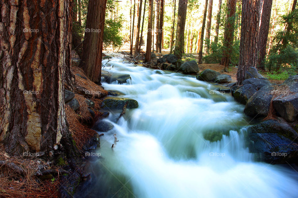Rapid stream flowing in forest