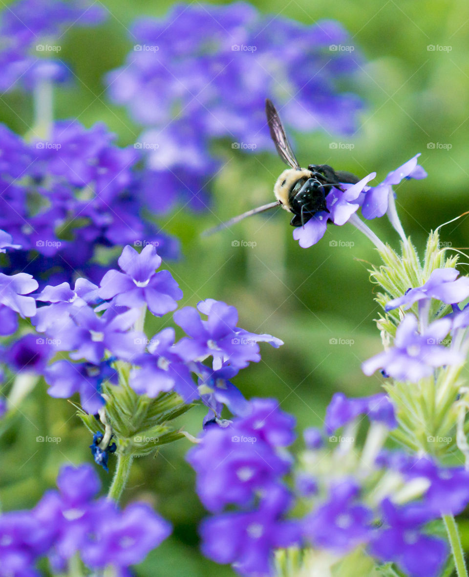 Bee in the Brush