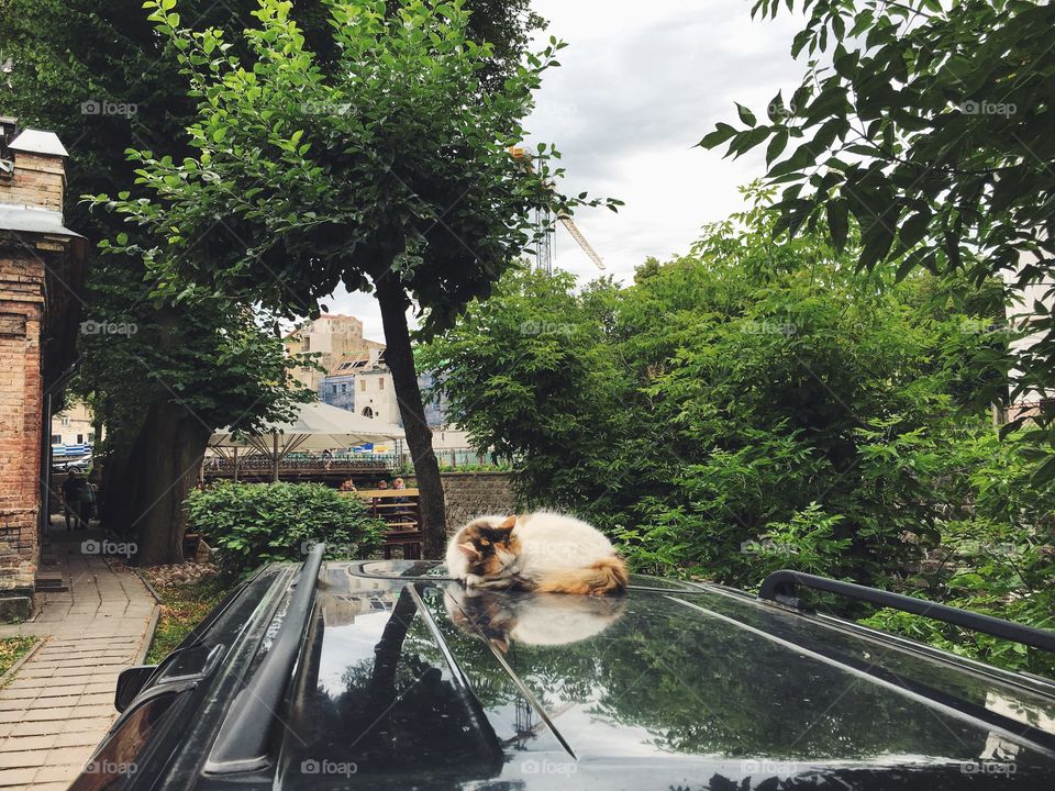 Cat sleeping in the car 