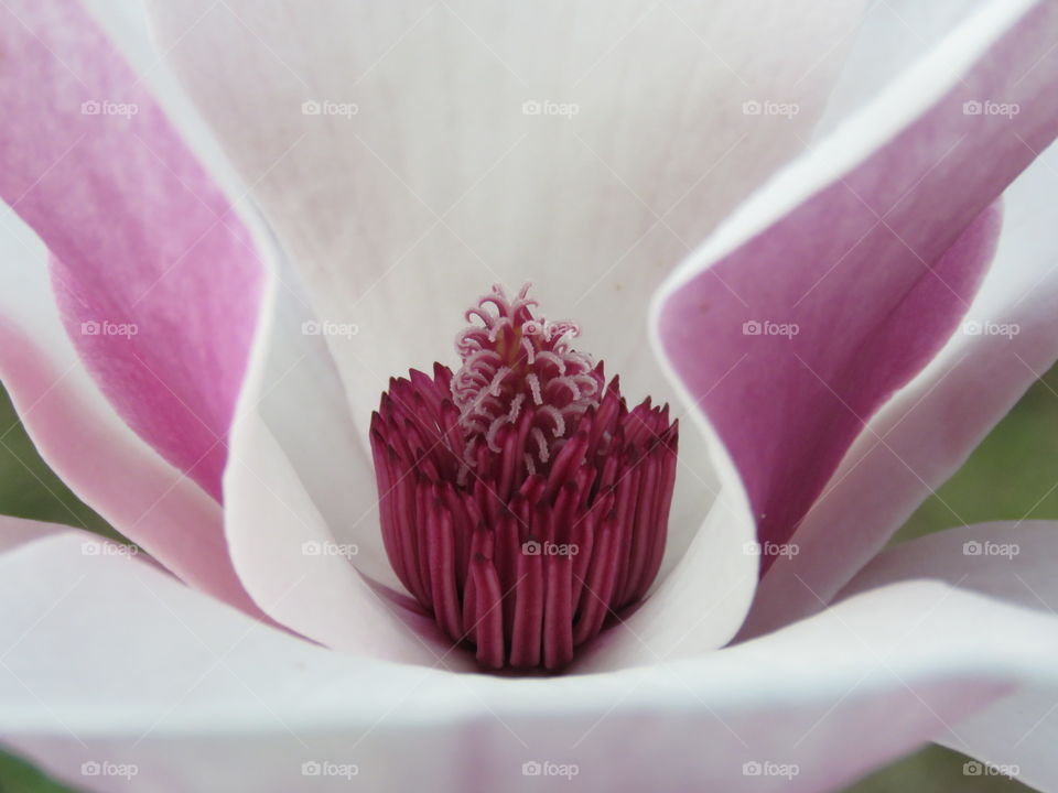 Magnolia flower