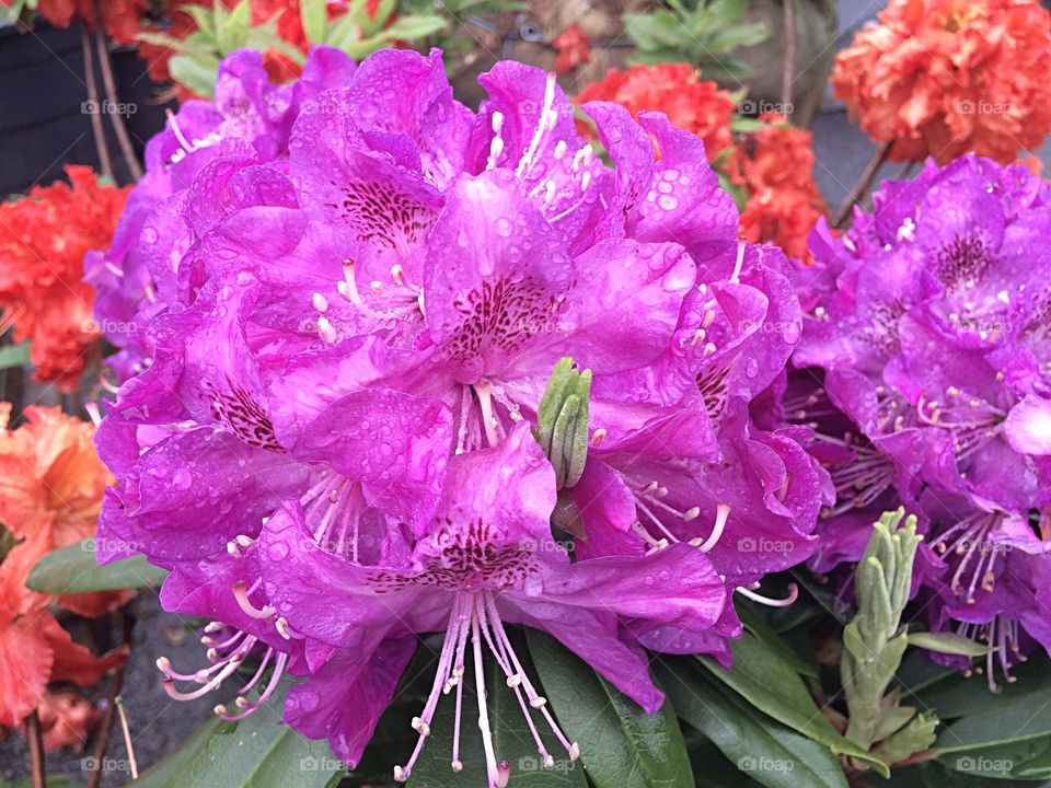 Purple azaleas 