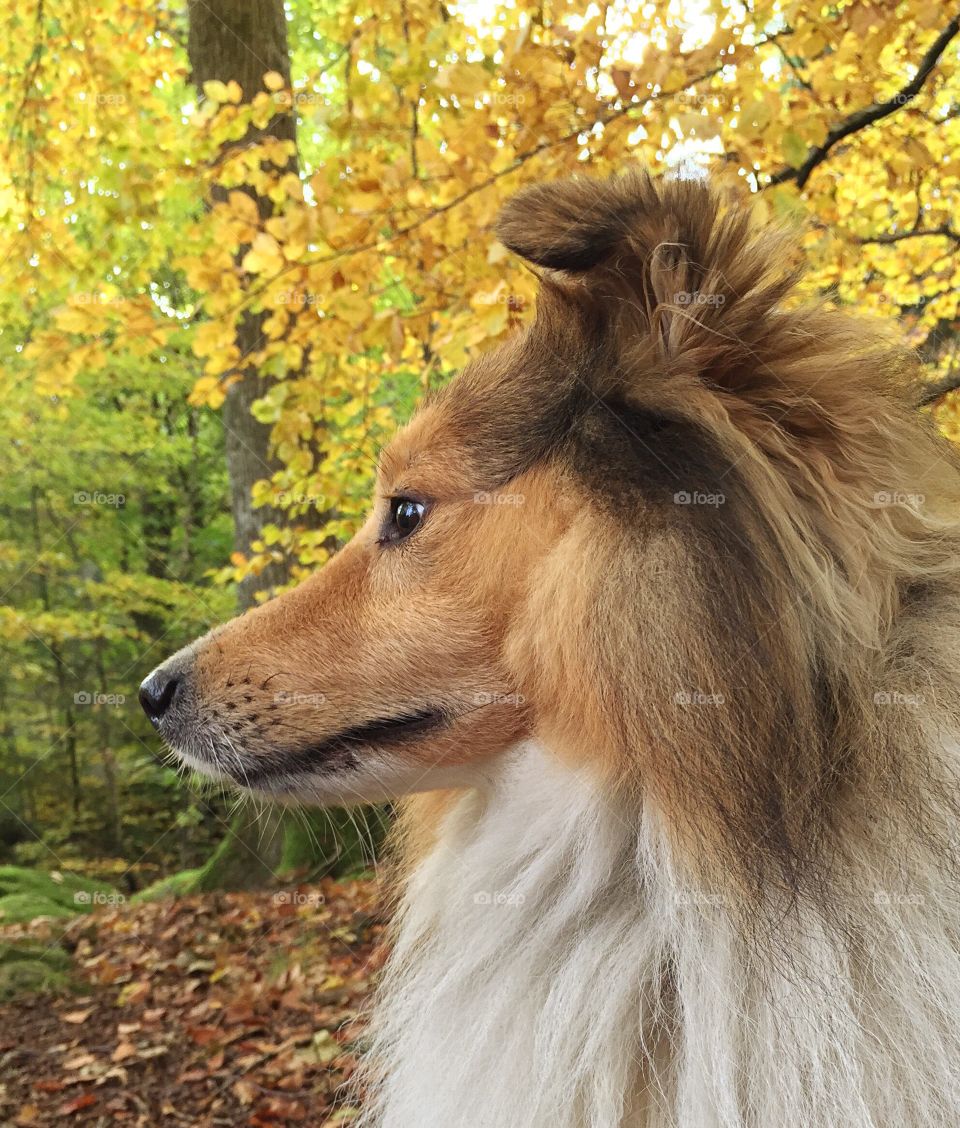 Close-up of dog outdoors