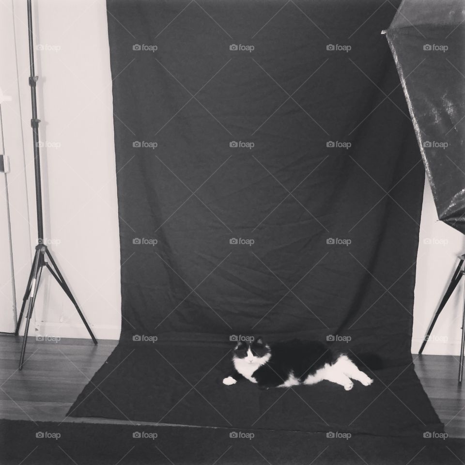 our 20lb cat JD always lays down in the way when I get my backdrop out.