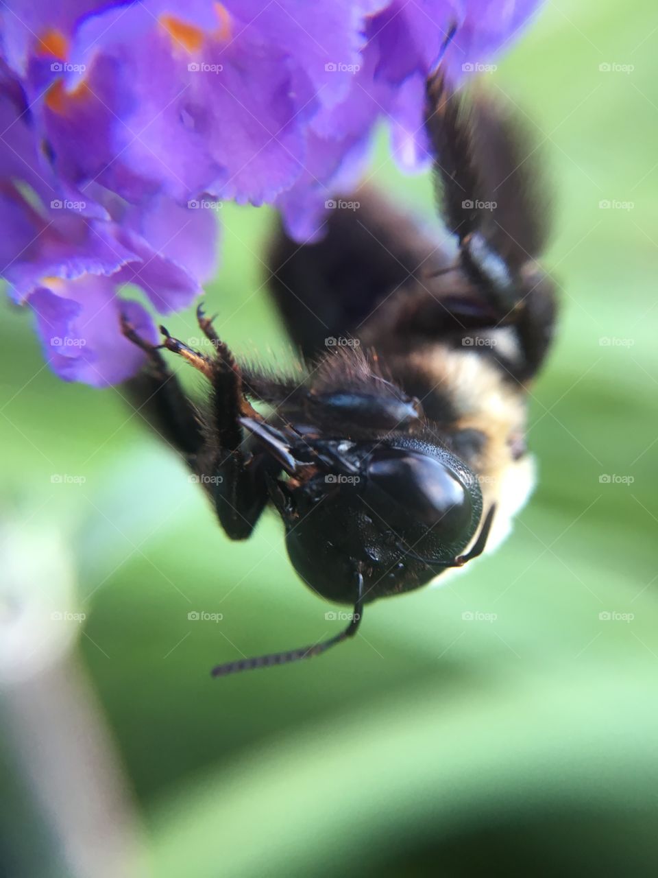 Upside down bumblebee cleaning itself