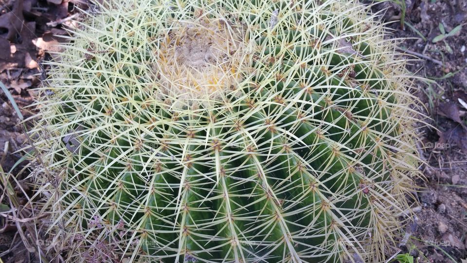 cactus. close up to a large cactus