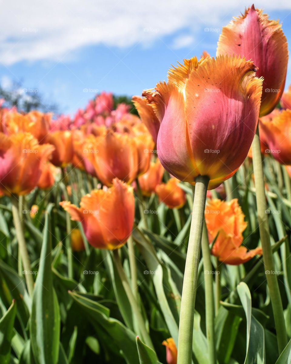 Fringed tulips in vibrant sherbet colors pop against the green stems and blue sky 