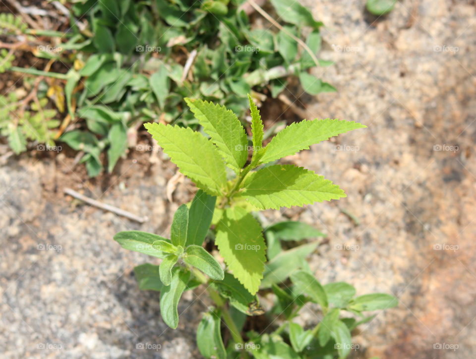 leaf plant