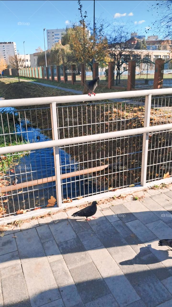 Peaceful Autumn Scene with Pigeons