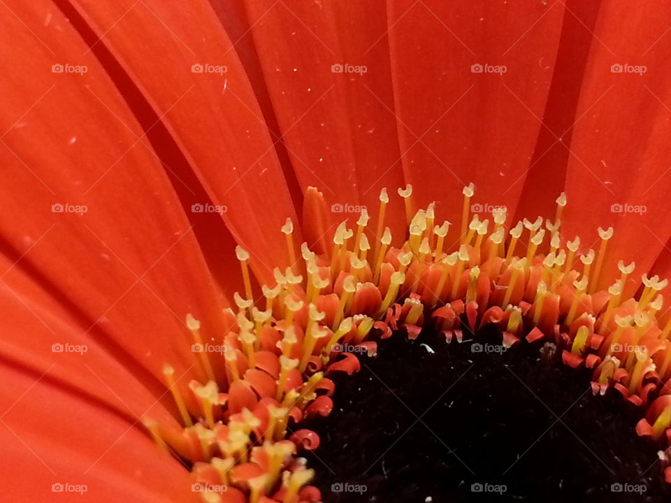 015. Orange Gerbera Daisy
