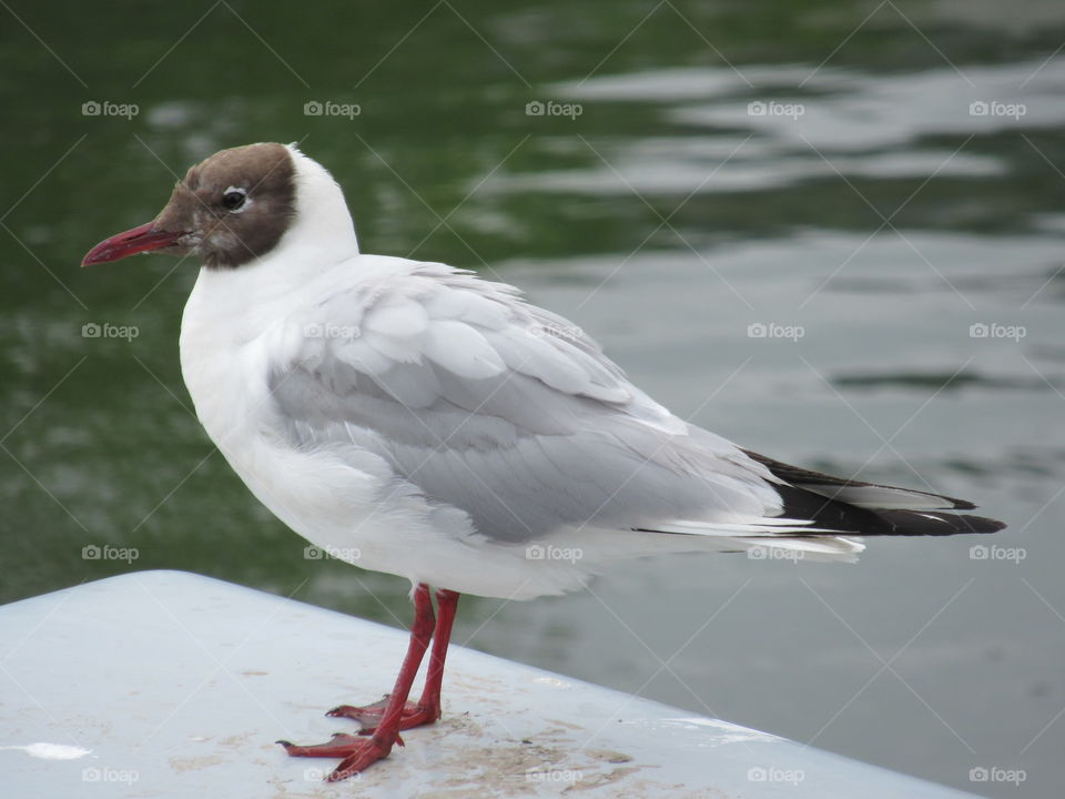 Brown headed gull