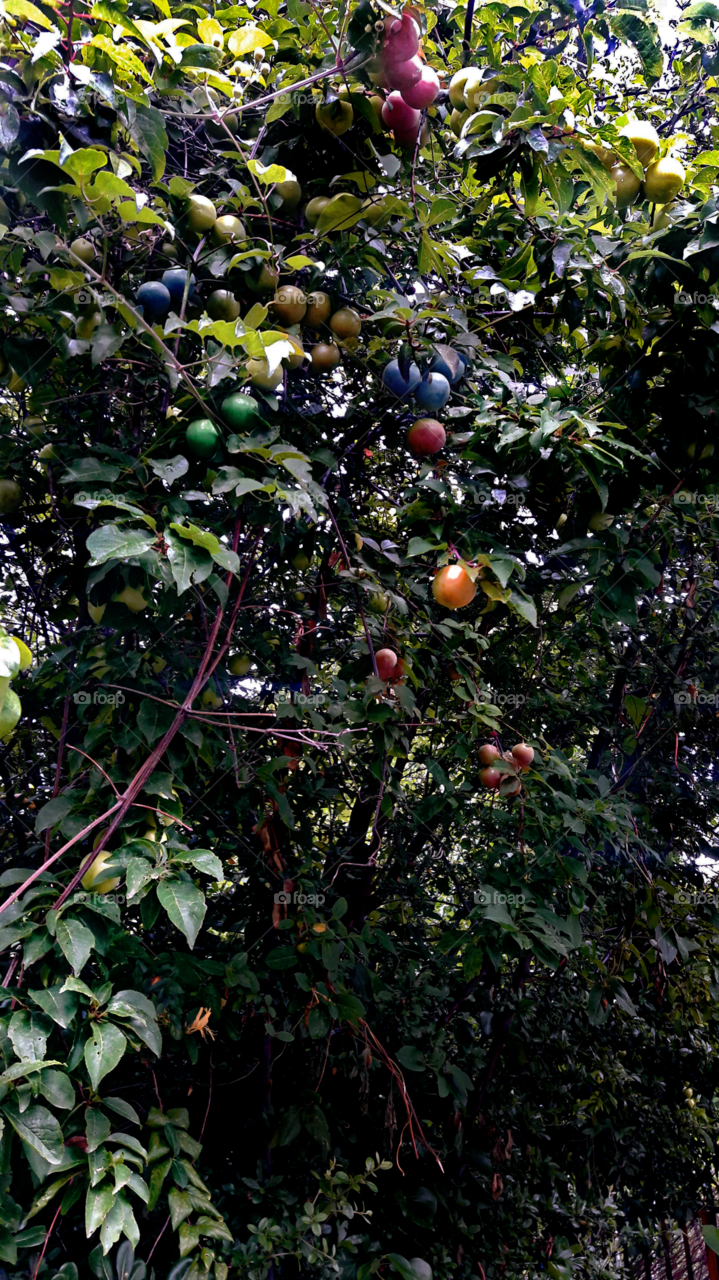 The tree of many fruits