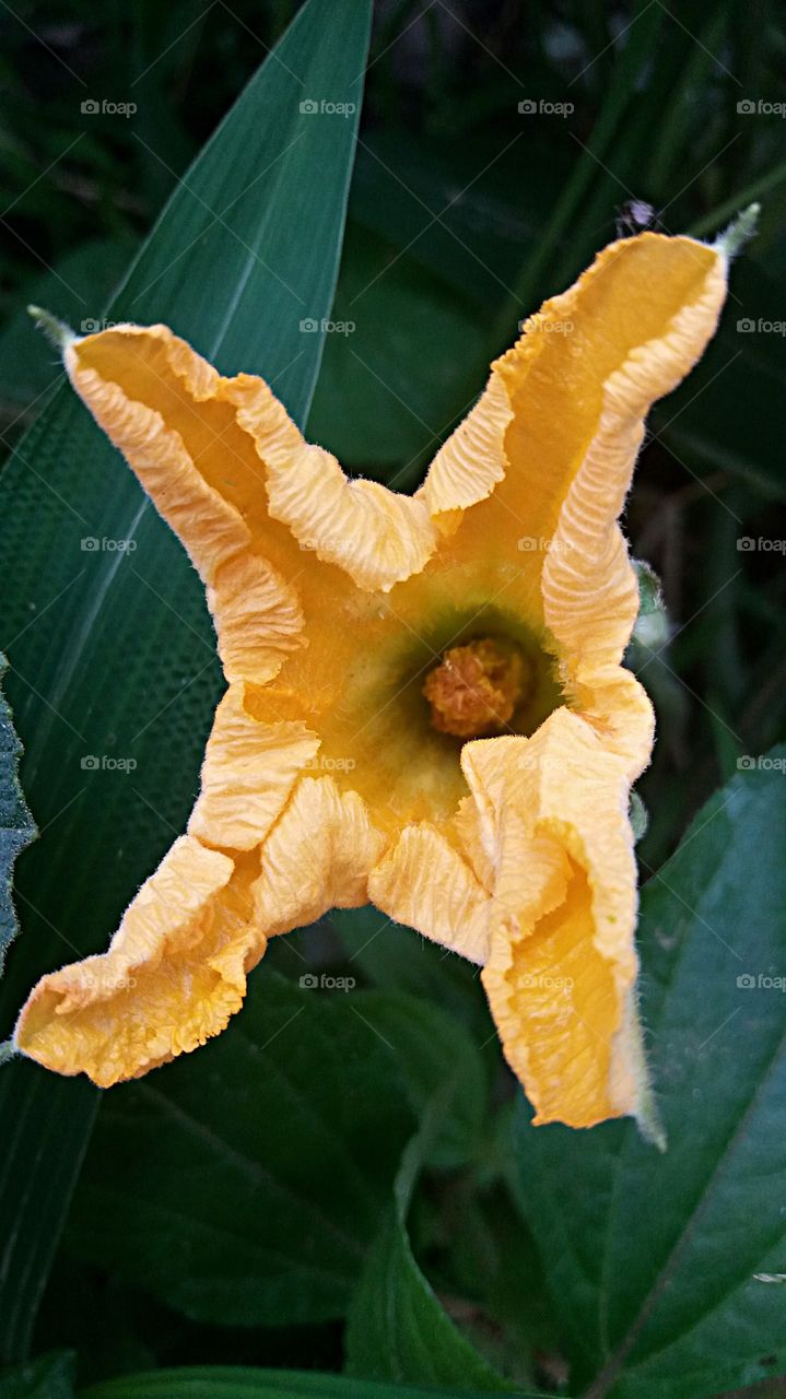 pumpkin flower