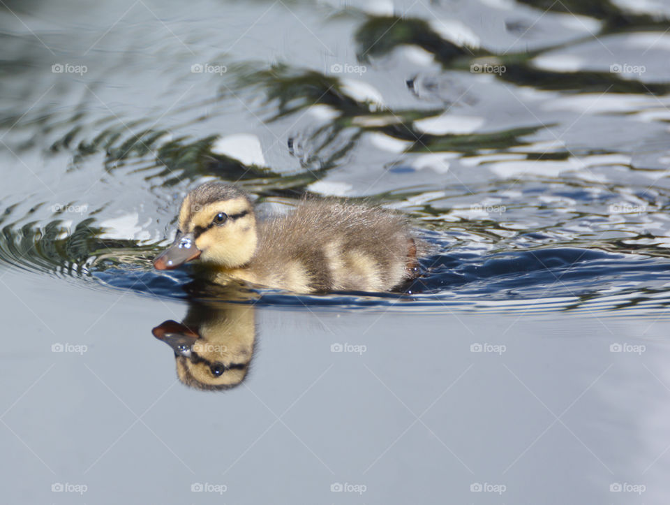 Duckling at the gardens