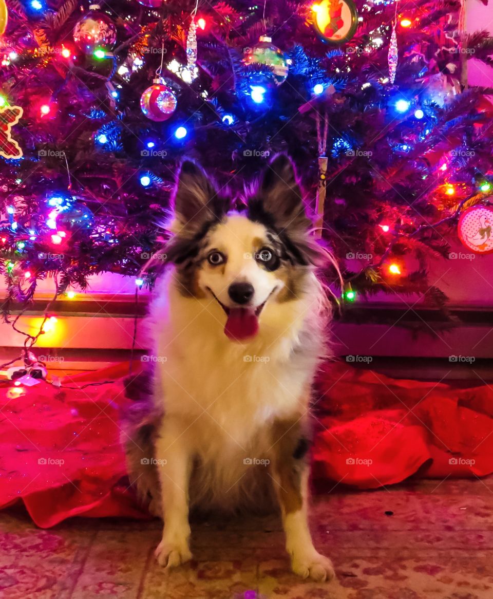 Christmas Dog