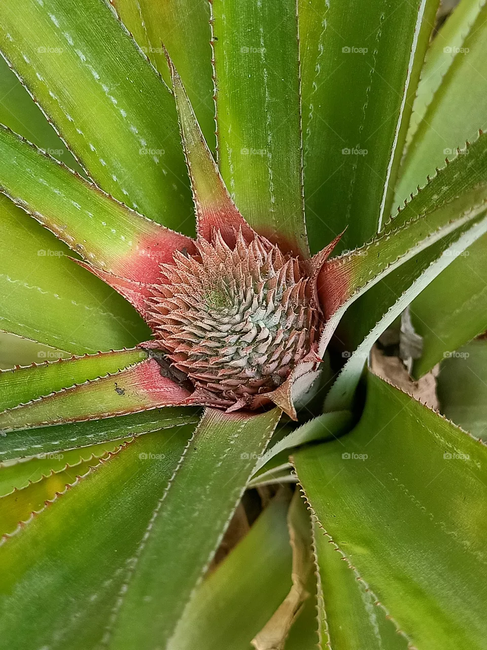 from my garden